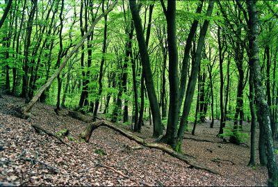 De Volmolen Epen  Natuurmonumenten